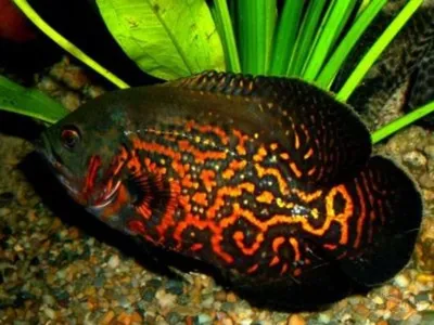 Купить Астронотуса-оскара красного (Astronotus ocellatus Red) в Челябинске