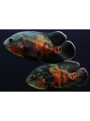 Астронотус красный оскар (Astronotus ocellatus) оптом от производителя