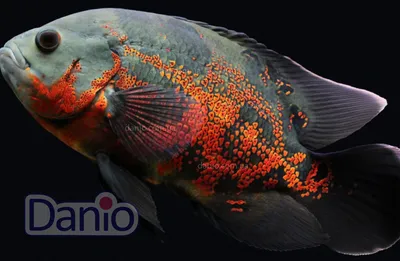 Купить астронотус тигровий Astronotus ocellatus - Danio.com.ua