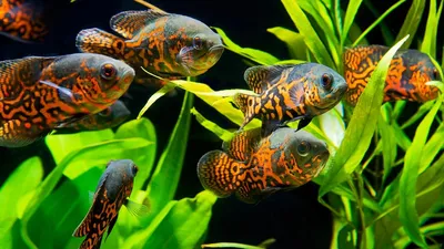 Астронотус \"Тигровый Оскар\" (Astronotus ocellatus) Stock Photo | Adobe Stock