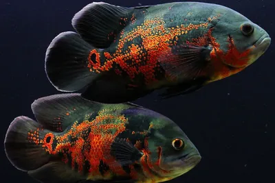 Файл:Astronotus ocellatus - side (aka).jpg — Википедия