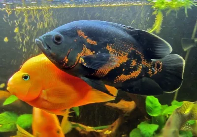 Астронотус (Astronotus ocellatus) | Aquarium-Style