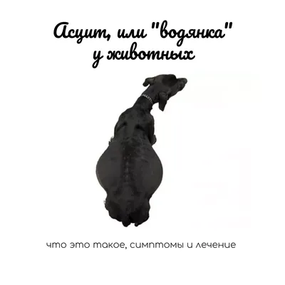 Dr. Orlov хирург-проктолог - 💧Скопление жидкости в брюшной полости - это  чаще всего симптом осложнения самостоятельного заболевания. По-другому  называется асцит или водянка. Этот симптом характеризуется тем, что  увеличивается живот, а также повышается