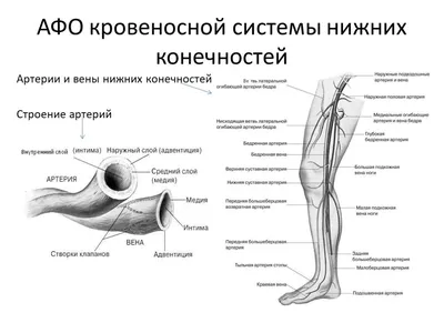 Видеопример атеросклеротического локального стеноза ПБА 75-90% с описанием  | MedPrinting