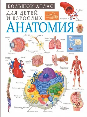 Самоучитель Су-джок. Целительные точки для поддержания здоровья. Большой  атлас Лао Минь - купить книгу Самоучитель Су-джок. Целительные точки для  поддержания здоровья. Большой атлас в Минске — Издательство АСТ на OZ.by