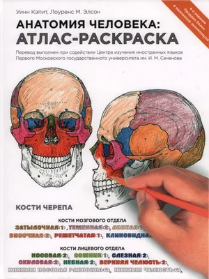 Анатомия Человека. Атлас-раскраска | PDF