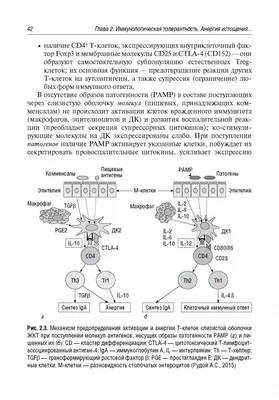 Аутоиммунные заболевания | Первая Школа Биохакинга