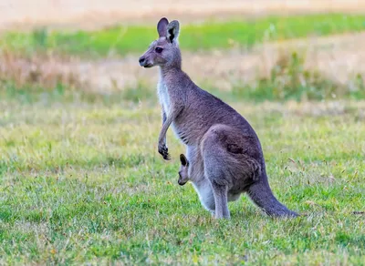 1 доллар 2023 года Австралия «Австралийский кенгуру» купить в Москве -  интернет-магазин нумизматики в Москве