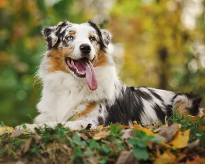 Австралийская овчарка (Australian Shepherd, Aussie) - описание породы,  фото, отзывы владельцев | Австралийская овчарка, Породы собак, Собаки