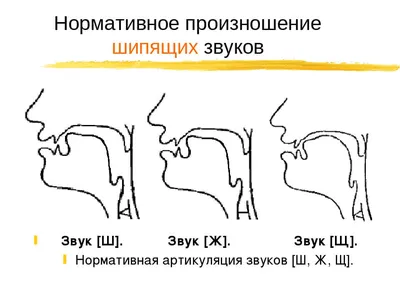 Логопедические парные картинки. Свистящие звуки С, Сь, З, Зь, Ц. Теремкова  Н.Э. | Купить в официальном интернет-магазине издательства Вакоша