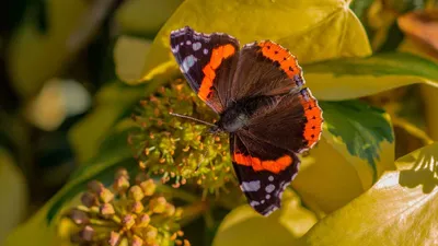 Бабочка Адмирал, Red Admiral butterfly - YouTube