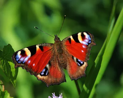 File:Бабочка адмирал (Vanessa atalanta). Кабардино-Балкария.jpg - Wikimedia  Commons