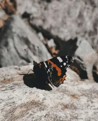 Amazing red admiral butterfly (Vanessa atalanta). Red admirable. Bird song.  Wild nature sounds. Великолепная бабочка Красный А… | Nature sounds,  Amazing red, Nature