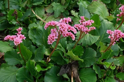 Bergenia cordifolia 'Eroica', Бадан сердцелистный 'Эроика'|landshaft.info