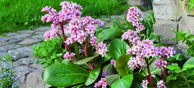 Бадан красный. (Bergenia) купить в интернет-магазине ЦВІТСАД с доставкой по  Украине