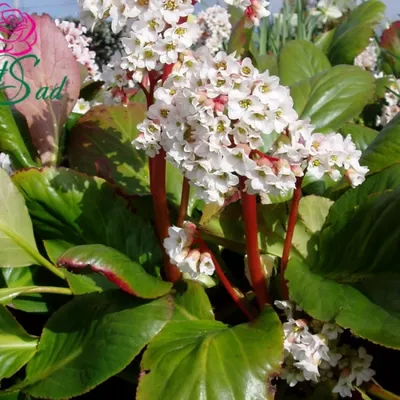 Бадан - Bergenia - фото - выращивание и уход, посадка, размножение, болезни  и вредители, описание - 🌷 Мои цветы