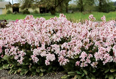 Бадан (Bergenia). Описание, выращивание, посадка и уход | flokus.ru -  ландшафтный дизайн