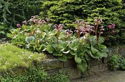 Бадан - Bergenia - фото - выращивание и уход, посадка, размножение, болезни  и вредители, описание - 🌷 Мои цветы