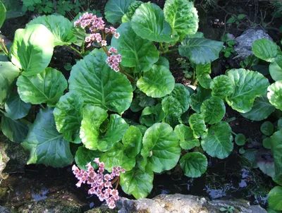 Купить Бадан сердцелистный РотблюмBergenia cordifolia Rotblum - в питомнике  Флорини