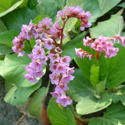 MW0160974, Bergenia crassifolia (Бадан толстолистный), specimen