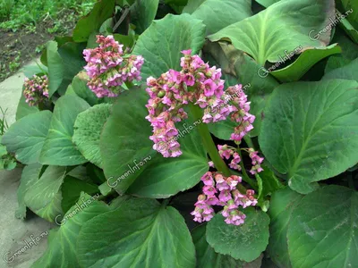 Бадан толстолистый (Вergenia crassifolia ) - «Бадан толстолистый. Уход,  посадка и агротехника. » | отзывы