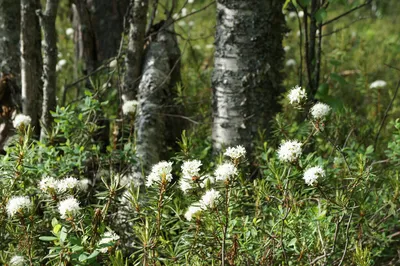 Багульник. Рододендрон даурский (Rhododendron deuricum). Забайкальский край  — Фото №306393