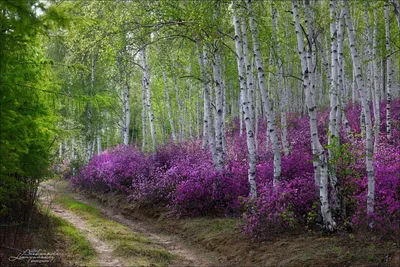 Фото Зацвел лиловый багульник — Байкал