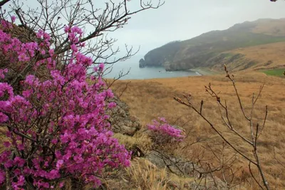 Забайкальский багульник. Фотограф Александр Леснянский