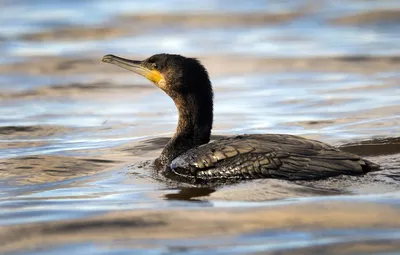 Большой баклан Phalacrocorax carbo | Куршская Коса - национальный парк