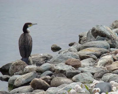 Большой баклан (Phalacrocorax carbo). Птицы Европейской России.