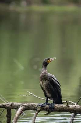 бакланы на бревне на воде, картинка бакланов фон картинки и Фото для  бесплатной загрузки