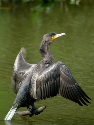 Фотография Большой баклан (Phalacrocorax carbo) Птицы Дагестана | Фотобанк  ГеоФото/GeoPhoto | GetImages Group