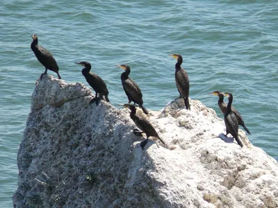 Большой Баклан, Phalacrocorax Карбо, Также Известный Как Великий Черный  Баклан На Белом Фоне Фотография, картинки, изображения и сток-фотография  без роялти. Image 16485481