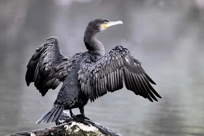 Большой баклан - Phalacrocorax Carbo - Visit Belek