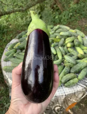 Баклажан овощей Aubergine изолировать фиолетовый сквош Иллюстрация вектора  - иллюстрации насчитывающей цвет, заедк: 193910285