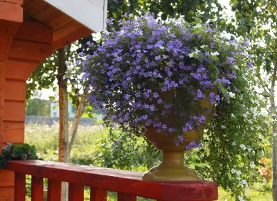 Бакопа ампельная (сутера) Bacopa speciosa 'Snowflake' - «красиво дополняет  петунию» | отзывы