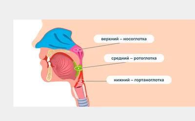 Фарингит: виды, причины, симптомы, диагностика, лечение | ЛОР Кабинет