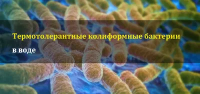 Как наука борется с бактериями, устойчивыми к антибиотикам - Российская  газета