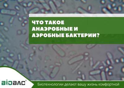 Термотолерантные колиформные бактерии в воде - анализ и определение