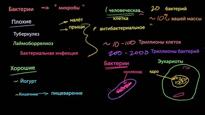 Термофильные бактерии - вред для человека, примеры бактерий