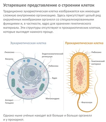 Молочнокислые бактерии. Большая российская энциклопедия