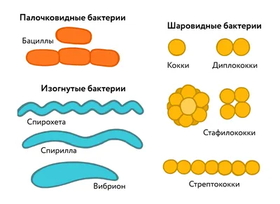 Полезные бактерии в йогурте | Good Food