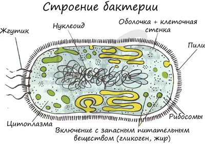 Как микроорганизмы перерабатывают отходы — Нож