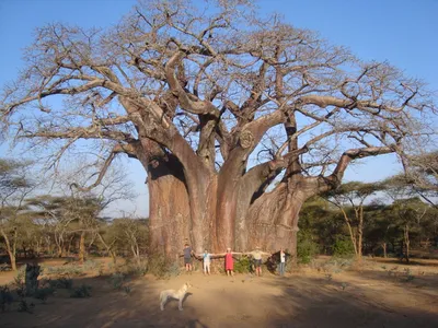 Баобаб – дерево и древесина – Adansonia digitata