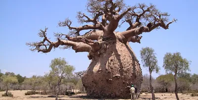 Krasnodar baobab. Краснодарский баобаб. Explored #26 June … | Flickr