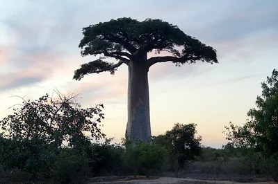 Баобаб – дерево и древесина – Adansonia digitata