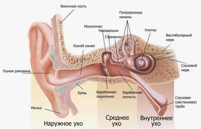 Средний отит - симптомы, диагностика и лечение инфекции среднего уха