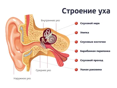 Может ли лопнуть барабанная перепонка • Пчела