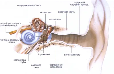 Особенности и нюансы обследования среднего уха