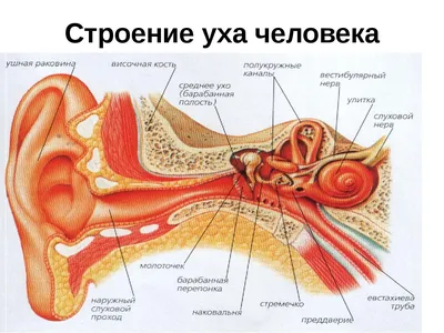 Орган слуха человека – строение и особенности